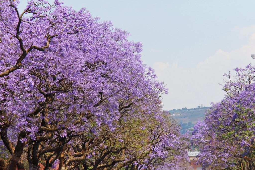 Jacaranda